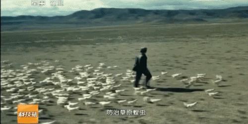 蝗虫最新状态,蝗虫最新状态，巷弄深处的特色小店里，探索自然之魅力