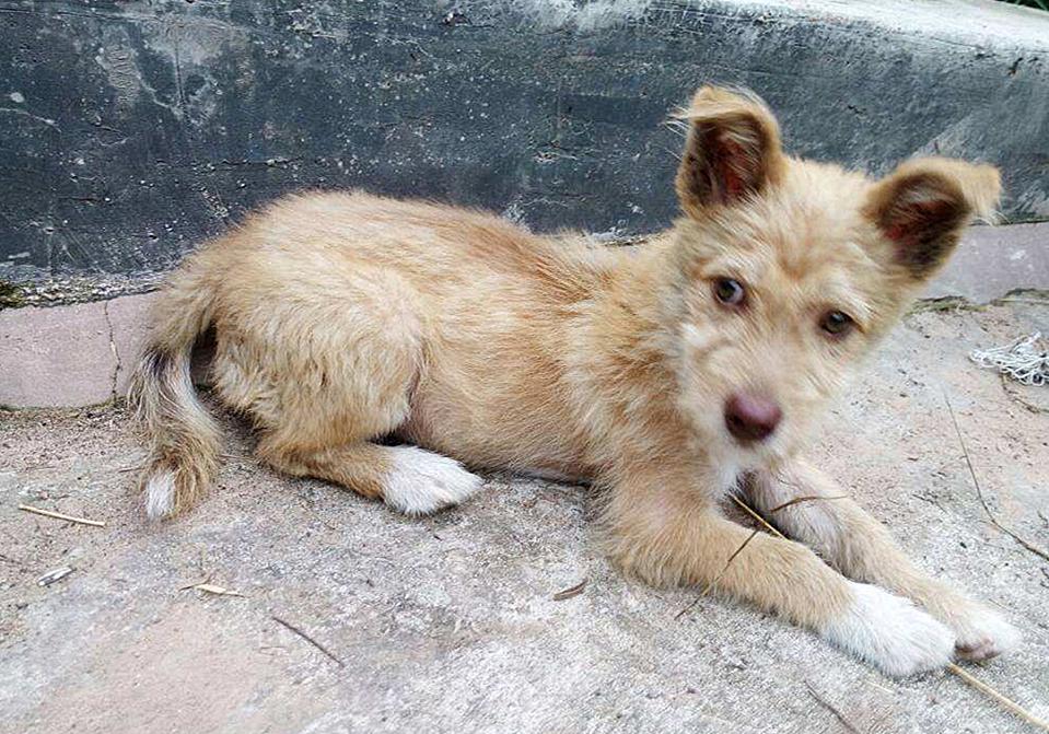 最新犬品种引领未来宠物时代，科技与生活的完美融合