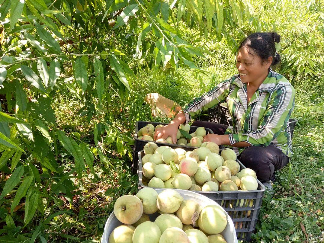 香妃园最新动态与美景欣赏 ????