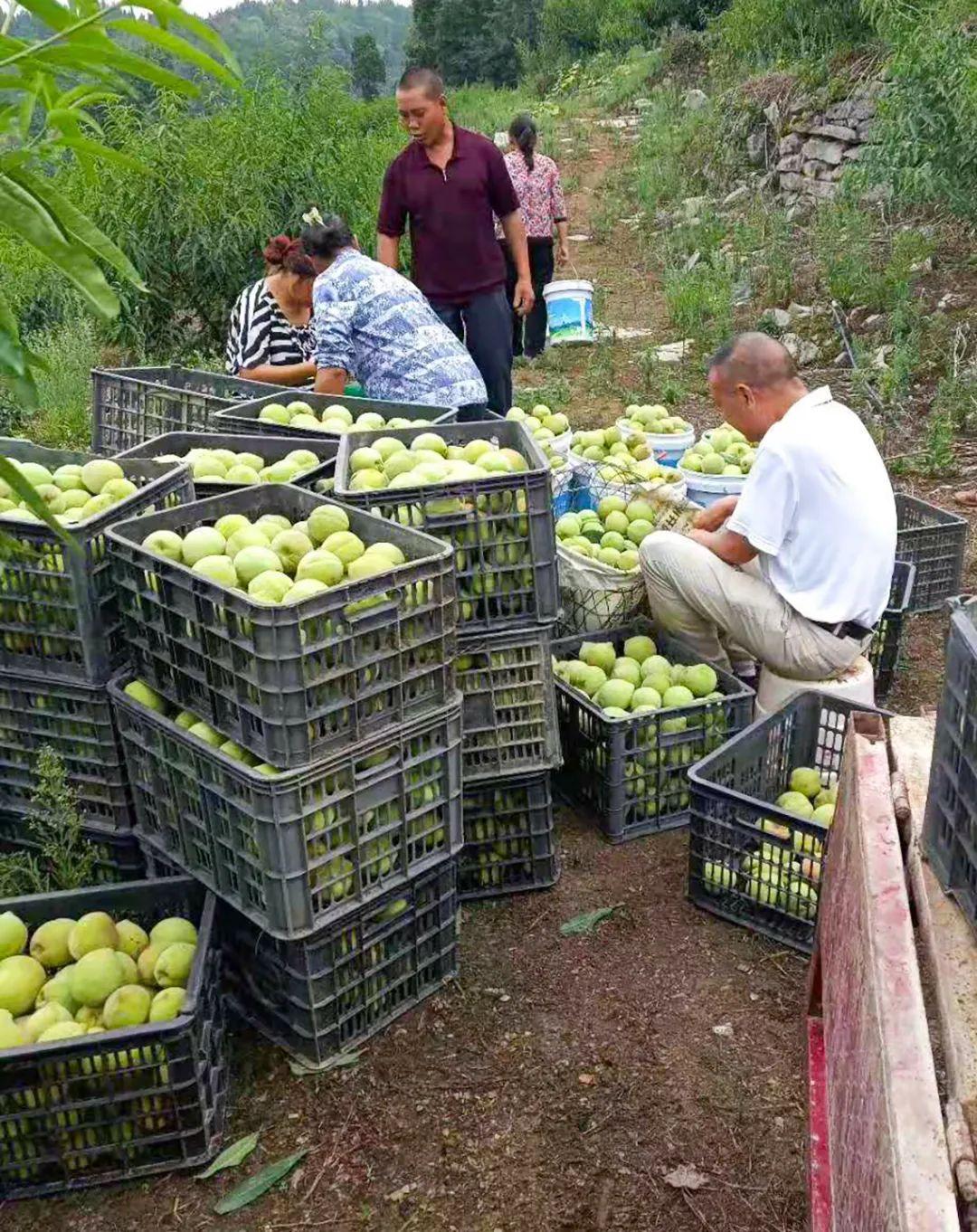 香妃园最新动态与美景欣赏 ????