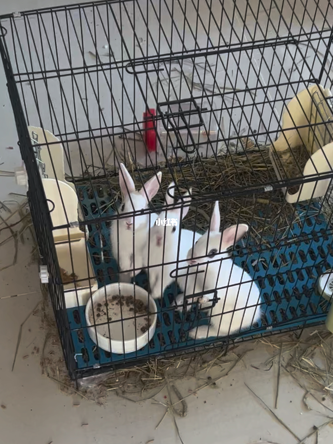 白兔窝梦幻乐园探秘之旅开启！