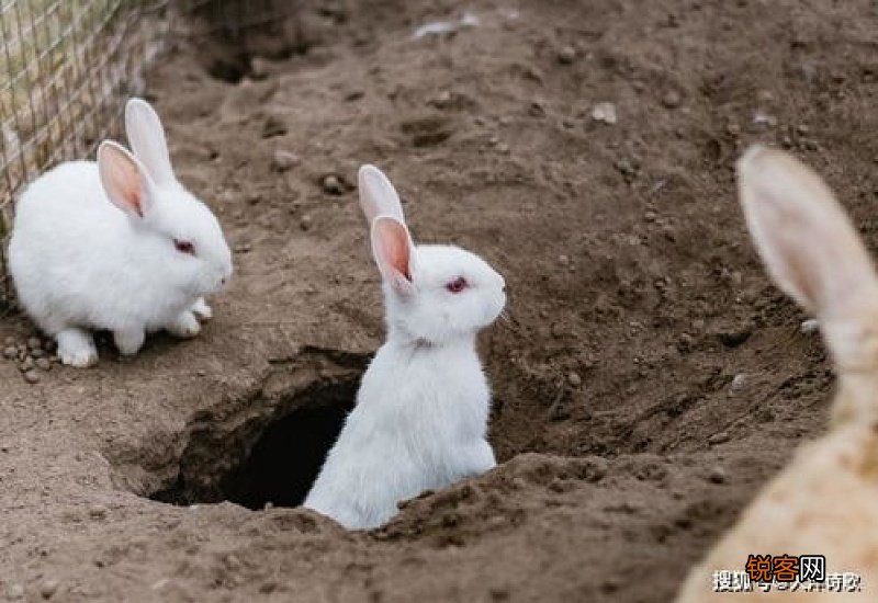 白兔窝梦幻乐园探秘之旅开启!