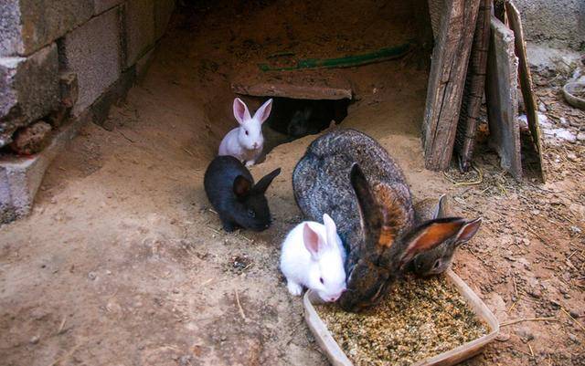 白兔窝梦幻乐园探秘之旅开启!