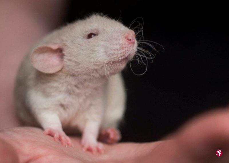 最新老鼠图片，自然美景探险之旅，寻找内心平和与喜悦的旅程