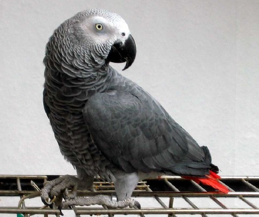 灰鹦鹉最新探索,世界与养护知识全解析