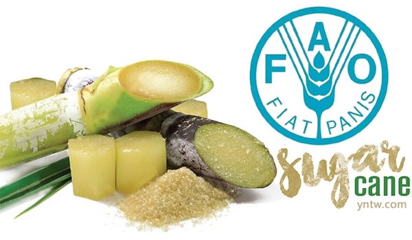 国际最新食品趋势，创新、展望与热门动态