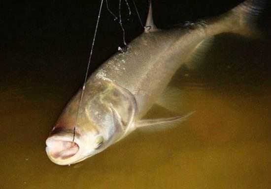 小巷深处的最新味型味觉奇遇