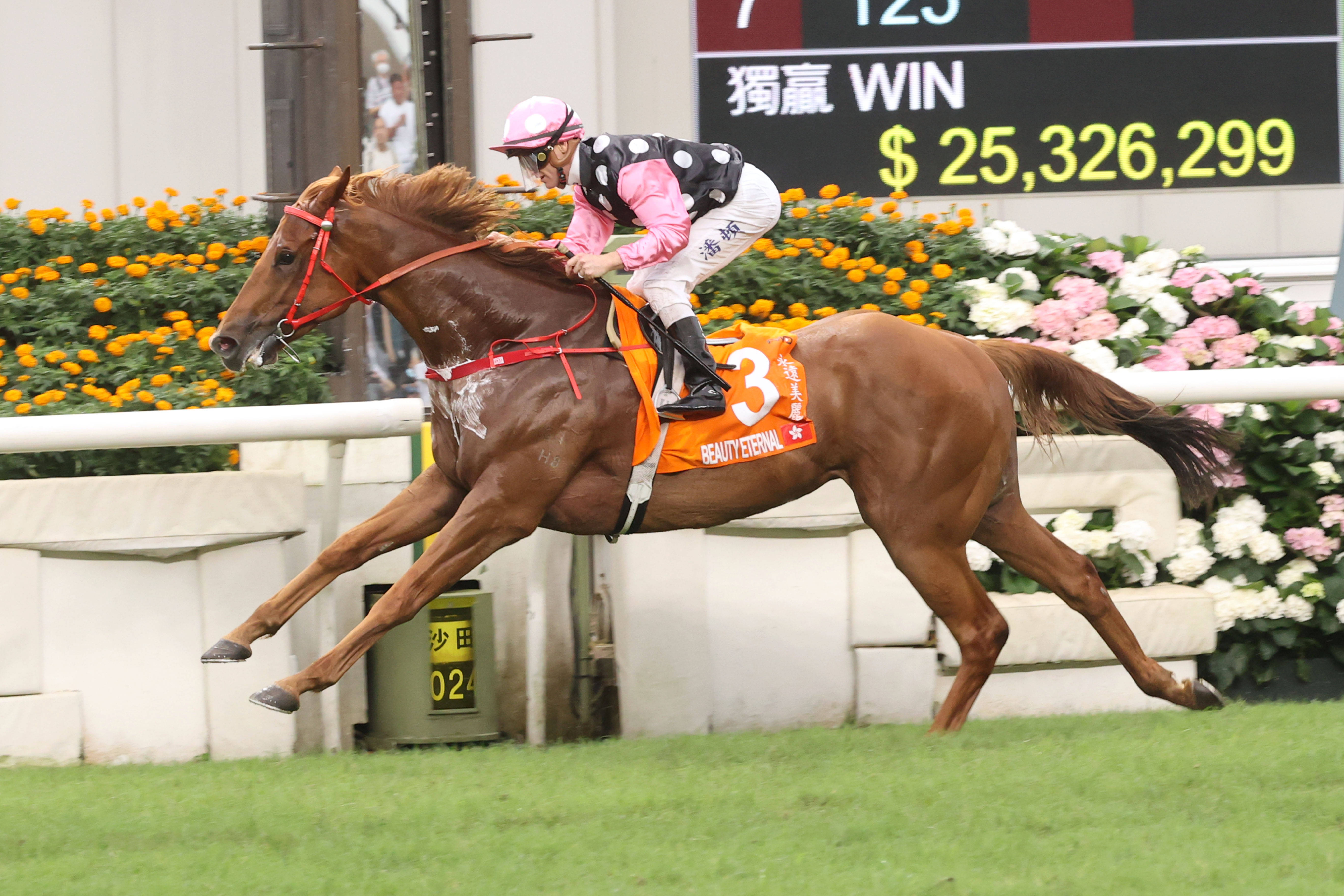 2024香港赛马全年免费资料,稳固执行战略分析_采购版76.462