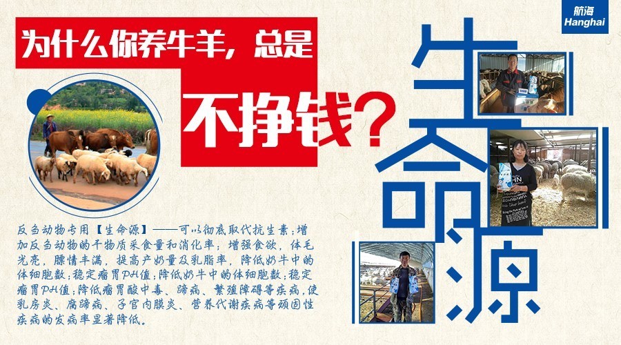 澳门天天好彩,实地应用实践解读_户外版11.638