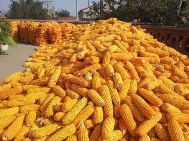 玉米今日最新动态报道,最新资讯与动态汇总????