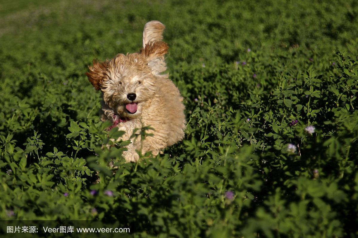 7777788888新版跑狗,创新发展策略_Allergo版(意为轻快)31.962