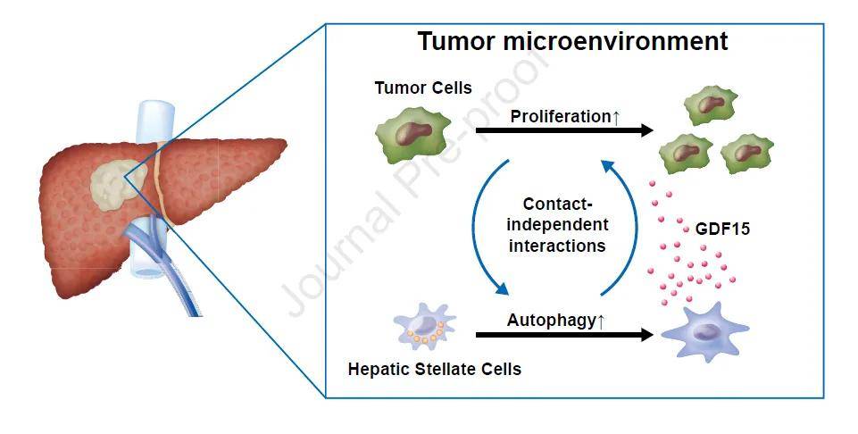 肝癌最新科研,心灵与自然的探索之旅