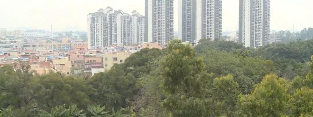 最新家禽规定揭秘,小巷深处的家禽风味探索