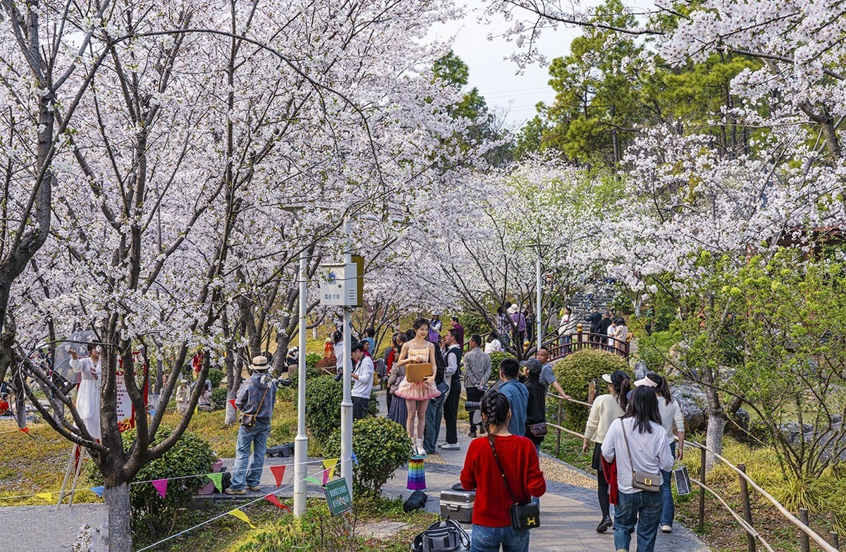 樱花园最新,樱花园最新,春日里的温馨趣事