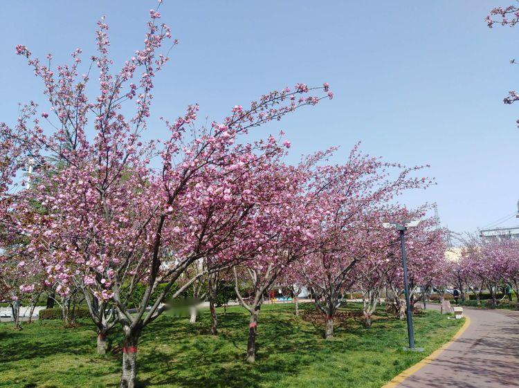 樱花园最新,樱花园最新,春日里的温馨趣事