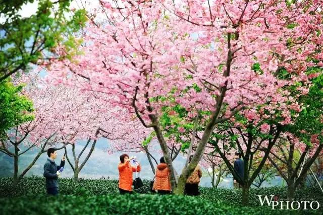 樱花园最新,樱花园最新,春日里的温馨趣事