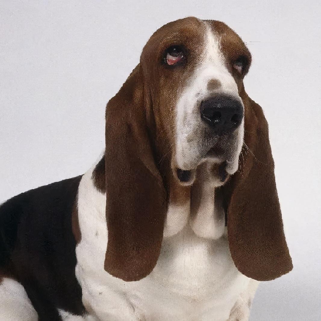 黑比格最新观点论述解析