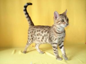 野猫最新网站带你探索小巷惊喜,特色小店独家揭秘