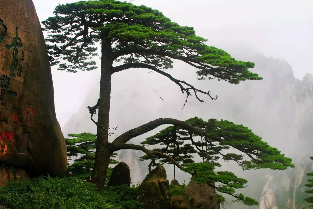 最新黄山门票观点论述,探索门票政策与旅游体验