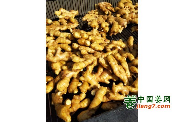 莱州最新姜价走势，市场动向、影响因素与前景预测分析