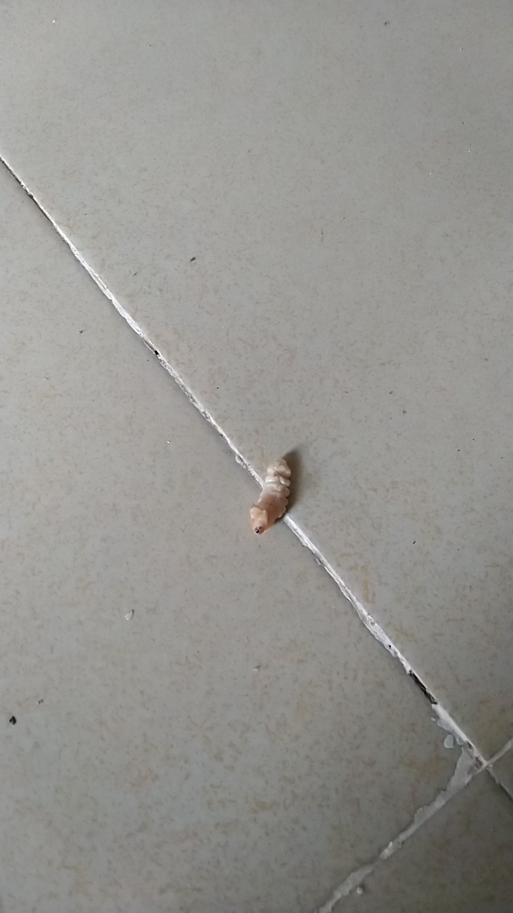 最新版小木虫,探索自然奥秘的神奇工具