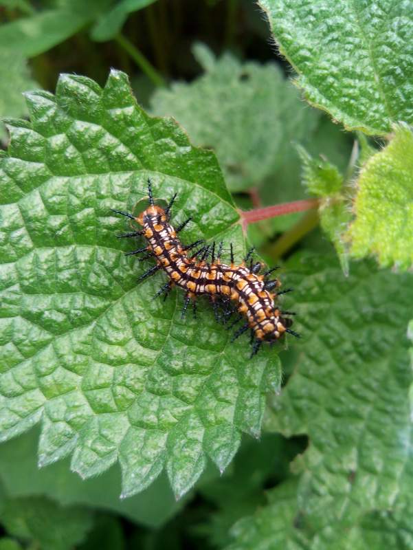 最新版小木虫,探索自然奥秘的神奇工具