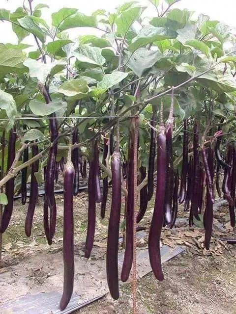 茄子最新发布,任务完成与技能学习指南