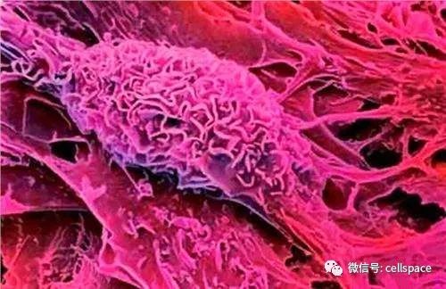 最新心肌干细胞研究重塑心脏健康?