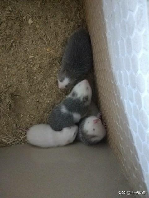 竹鼠最新动态，自然探索之旅，寻找内心平和与宁静的旅程