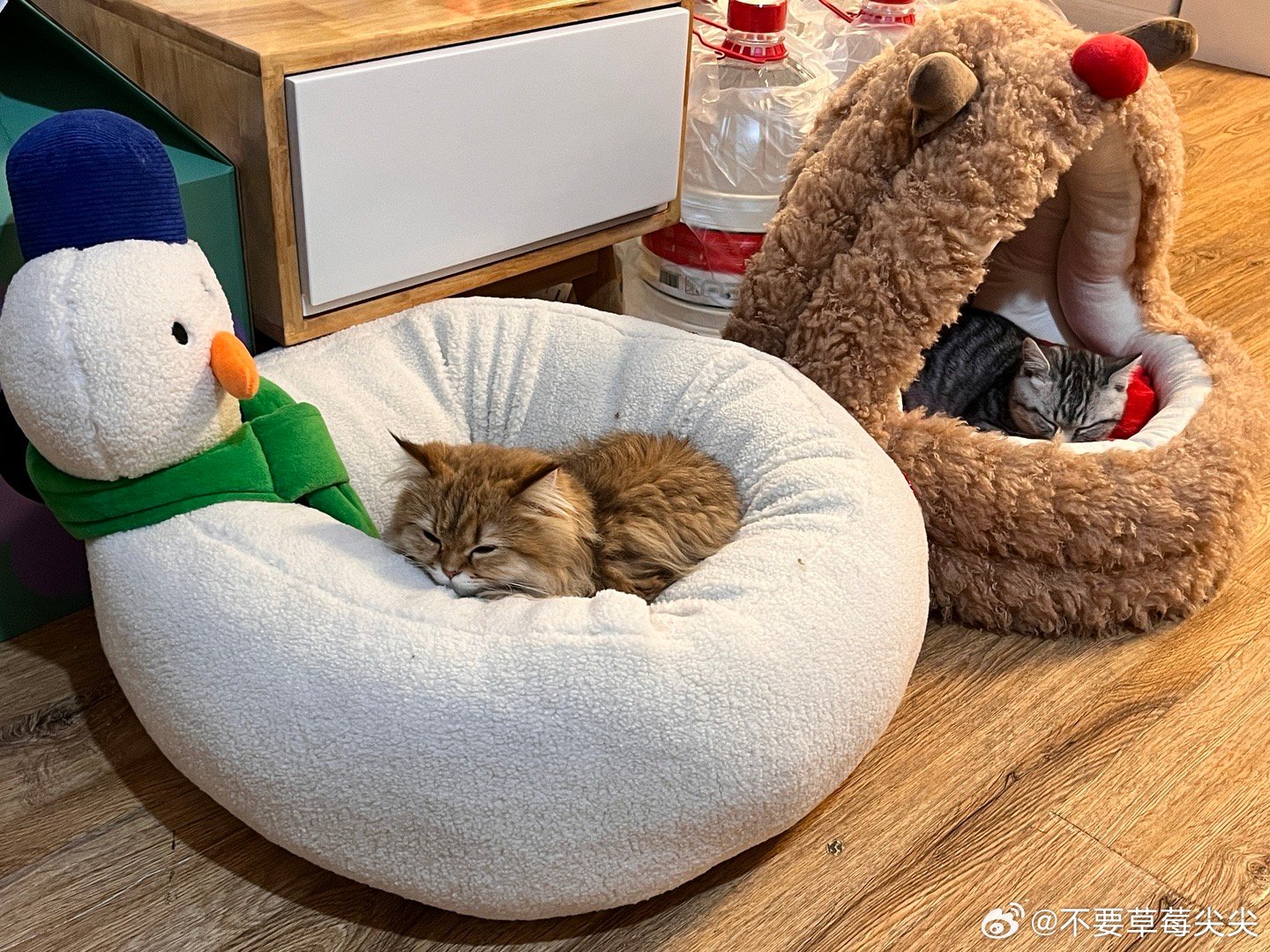 最新精了窝，小巷中的独特风味与隐藏美食天堂