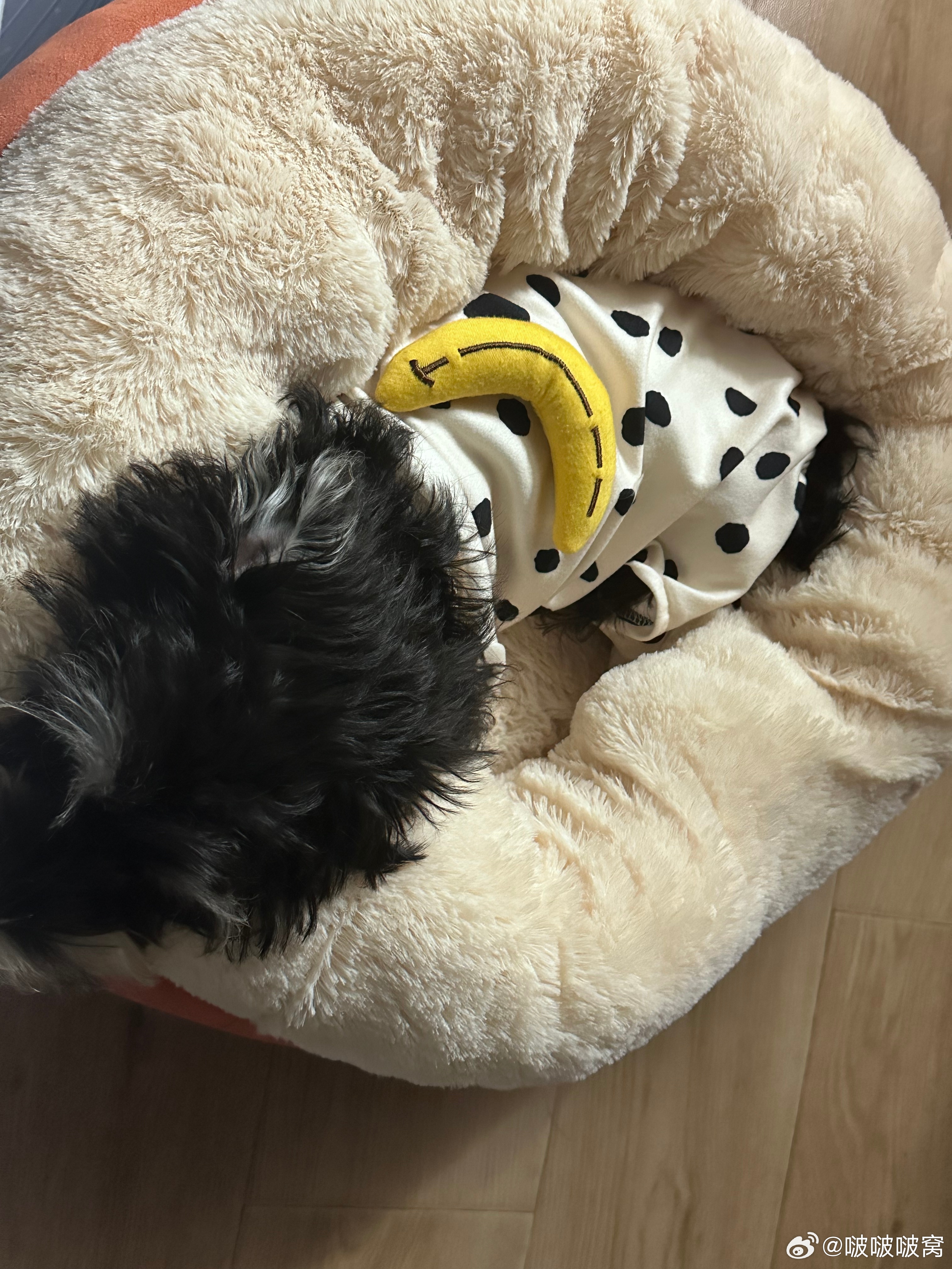 最新精了窝,小巷中的独特风味与隐藏美食天堂