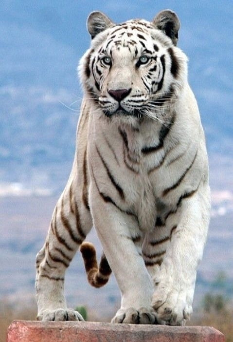 2024年白老虎免费公开,新式数据解释设想_随身版70.299