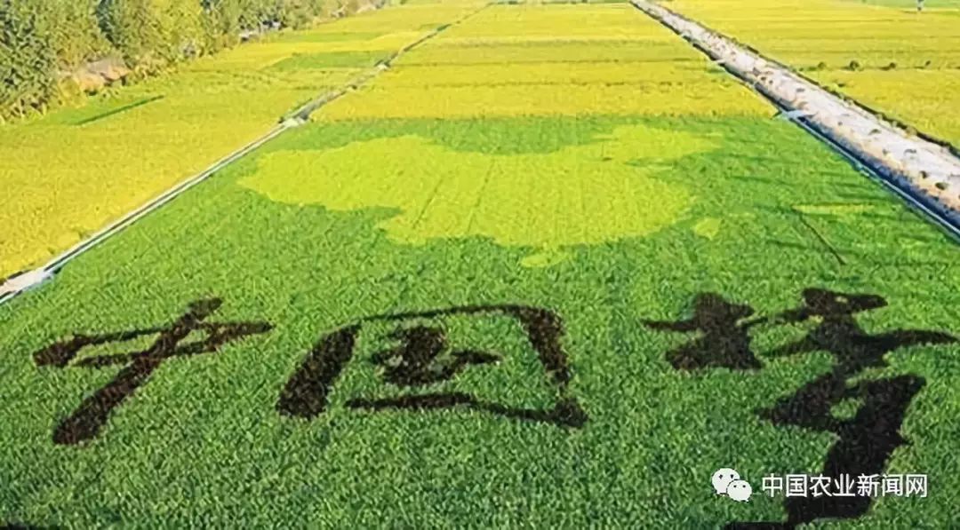 农业资讯速递，小巷深处的绿色宝藏——农业探索之旅