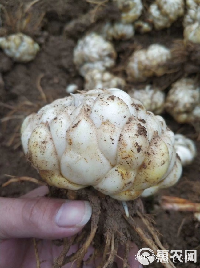 小巷深处的百合宝藏，探寻百合价格之谜