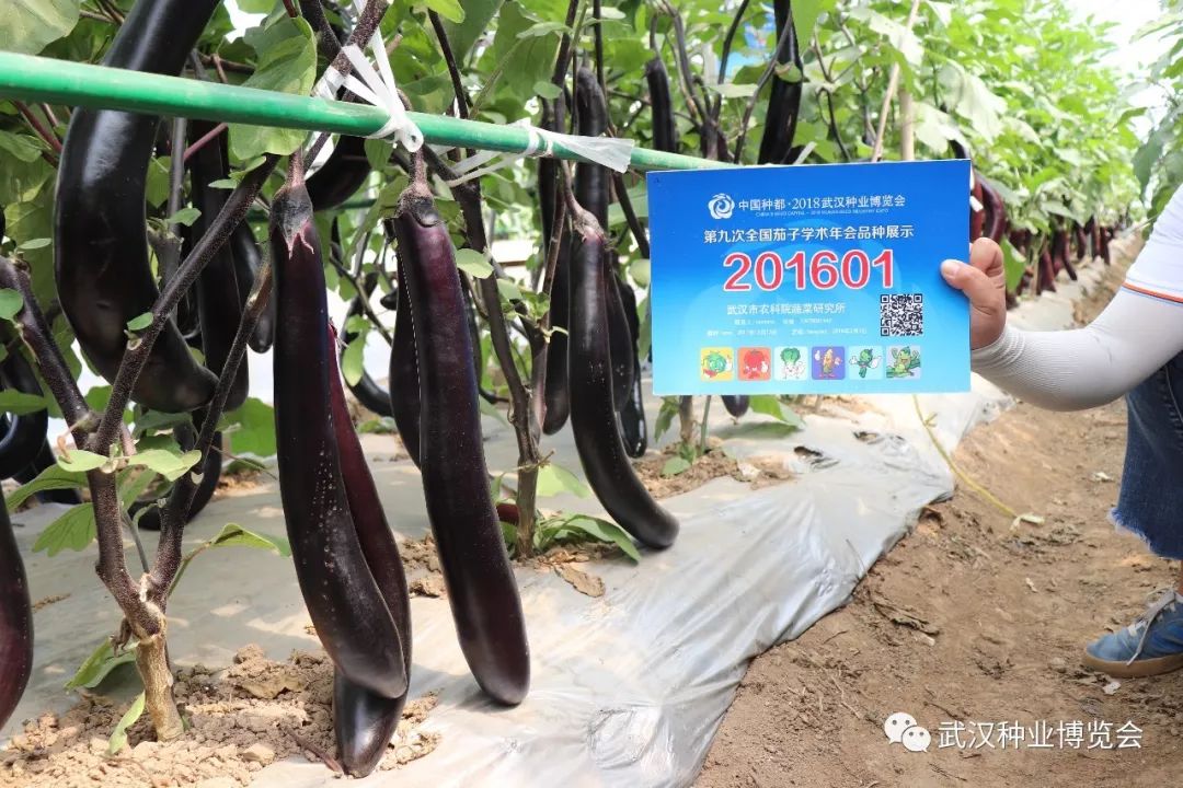 最新国产茄子品种推荐及介绍 ??