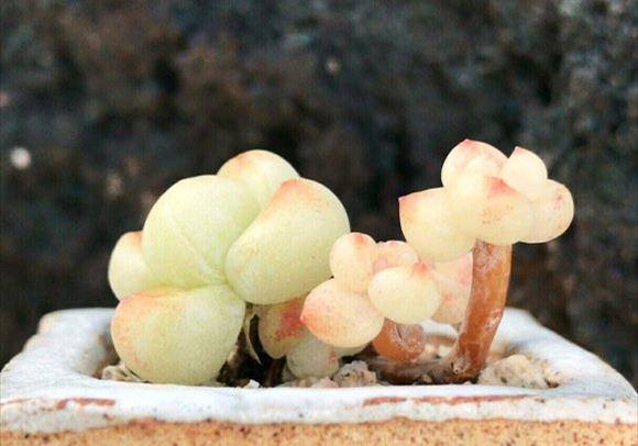 澳门钱多多com,快速实施解答研究_传递版58.563