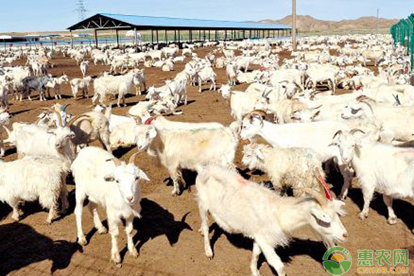 甘肃活羊价格探索,一场寻求内心宁静的旅程