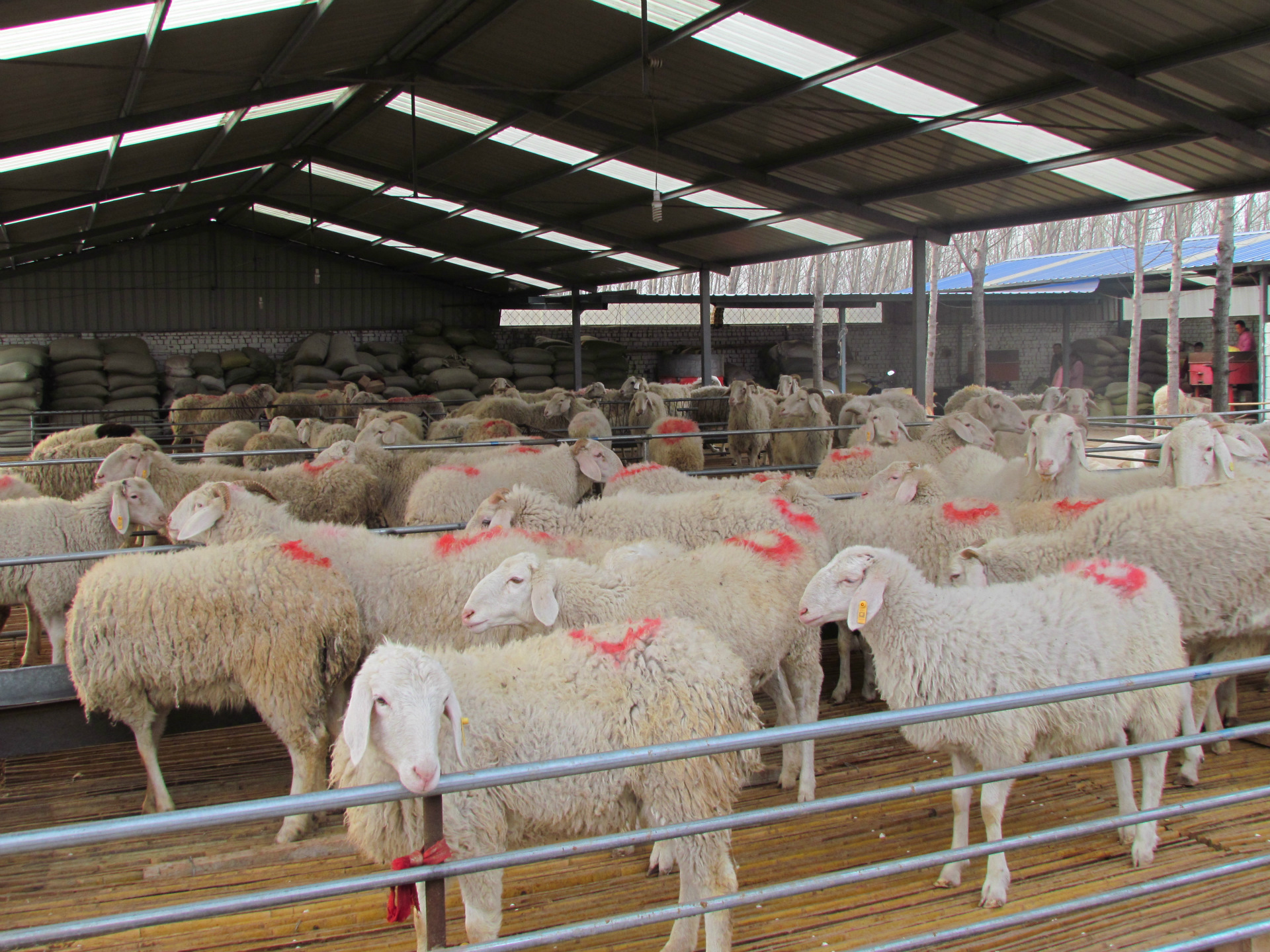 甘肃活羊价格探索,一场寻求内心宁静的旅程