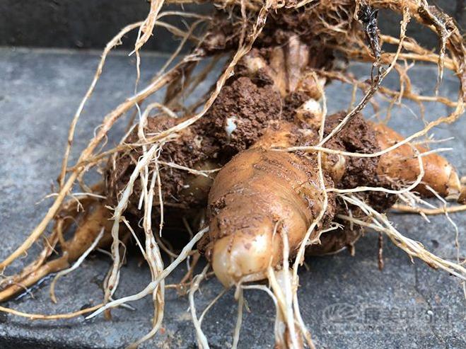 白术最新价格分析，市场走势与个人立场观察