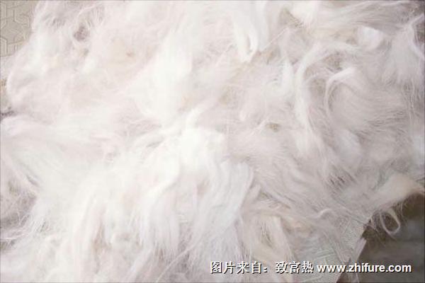 长毛兔兔毛最新行情概览，价格指南与动态分析