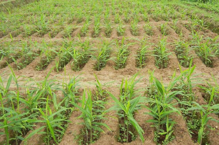 生姜科技赋能，焕发新生引领健康新风尚，揭示最新功效