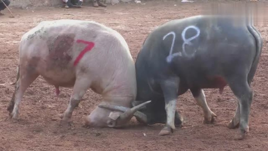 白牛比赛，力量与荣耀的竞技盛宴