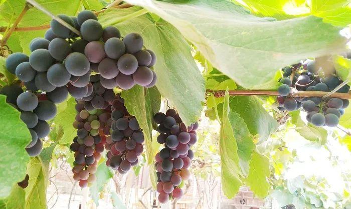 科技重塑红酒市场，前沿智能体验之旅