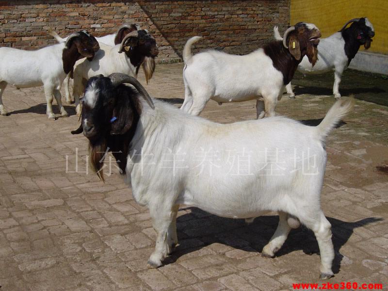 山羊最新价格指南，获取最新价格信息的途径与策略分析