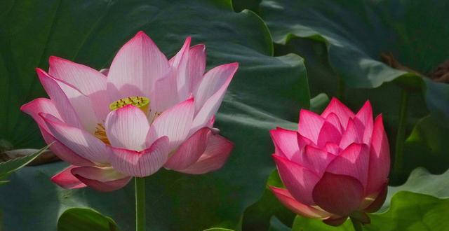 荷花论坛资讯，小荷的日常趣事与友情绽放时刻