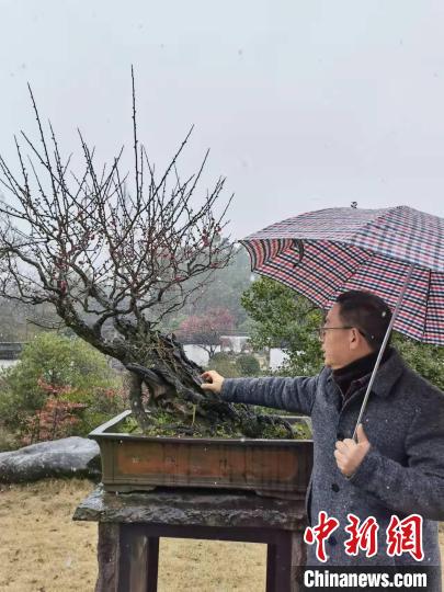 梅花井资讯速递,自然美景的治愈之旅探索之旅