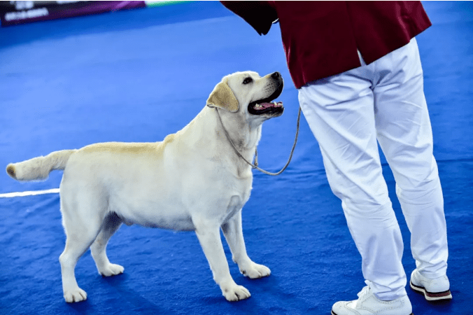 最新犬类繁殖指南，萌宠与主人的温馨之旅开启！