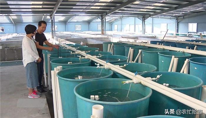 深度解析海马市场价值，海马价格究竟多少钱一克？??