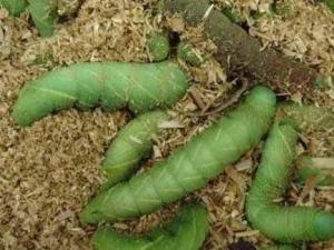 豆虫行情，高科技产品重塑生活新体验，引领未来趋势