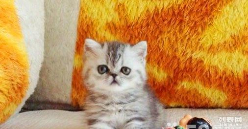 加菲猫新一季，自然美景之旅的鼓舞人心之旅